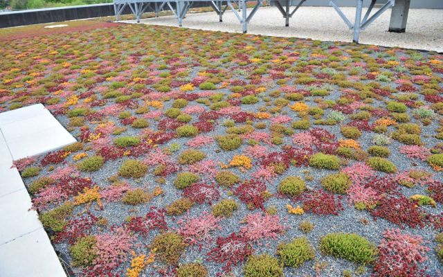 sustainability-greenroof-m