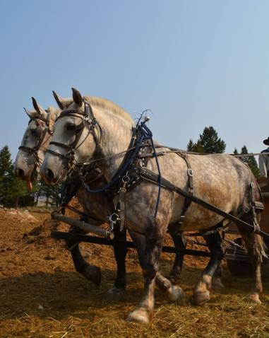 Draft horses by michael