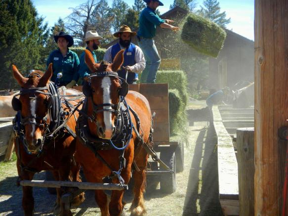 throwing hay by cindy bredeson