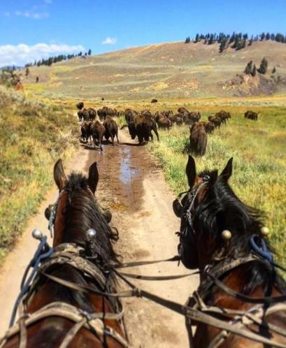 wildlife by justin guy.jpg