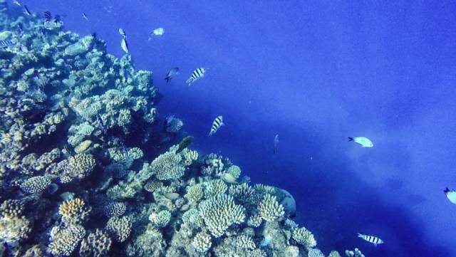 screen_shot_2018-11-17_at_1-19